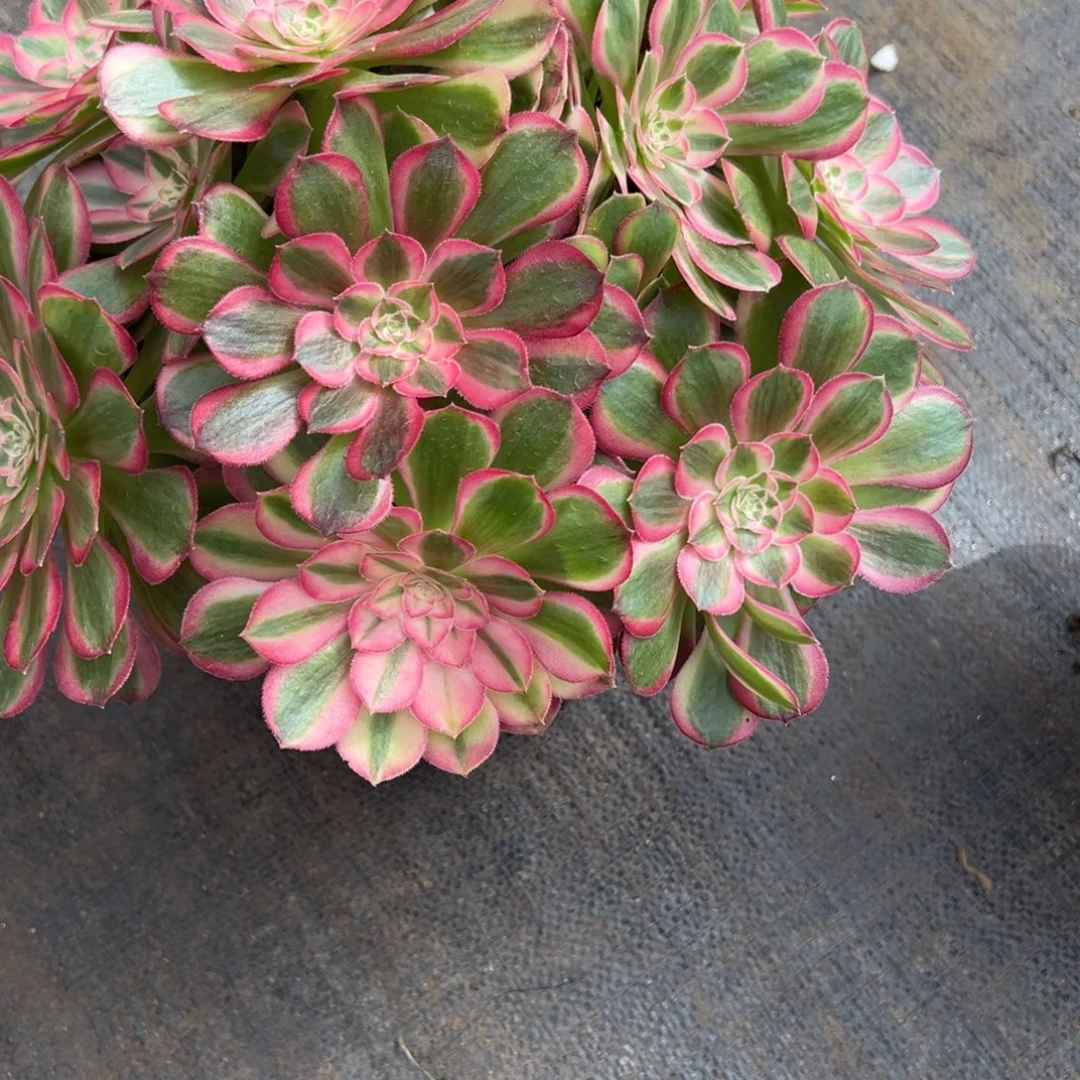 157孔雀翎多肉多肉多肉