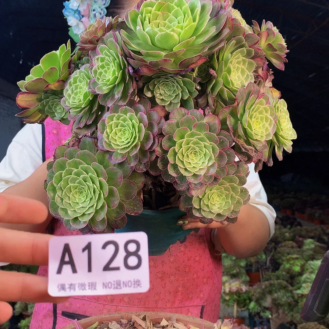 无花朵柒哥多肉法师不包侧断枝128