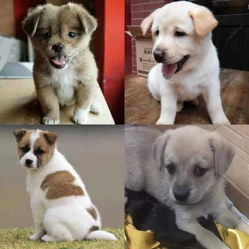 宠物相册定金拍前联系客服