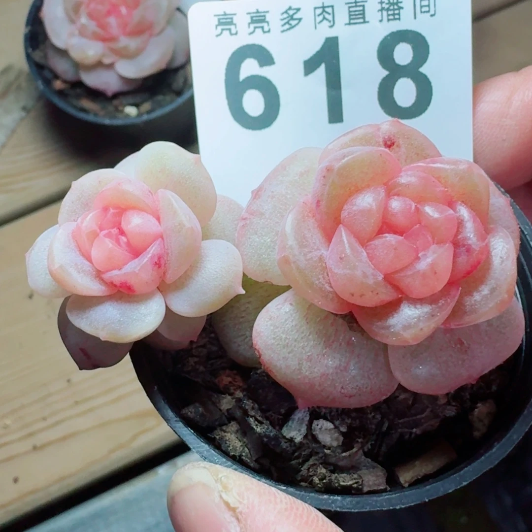 不包整      愿你一路坦途，乘风破浪展宏图