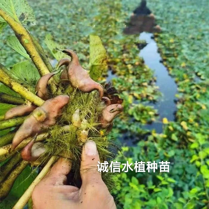 早熟大菱角蔬菜种子菱角苗种植水生植物红菱角种子青菱角黑菱角苗