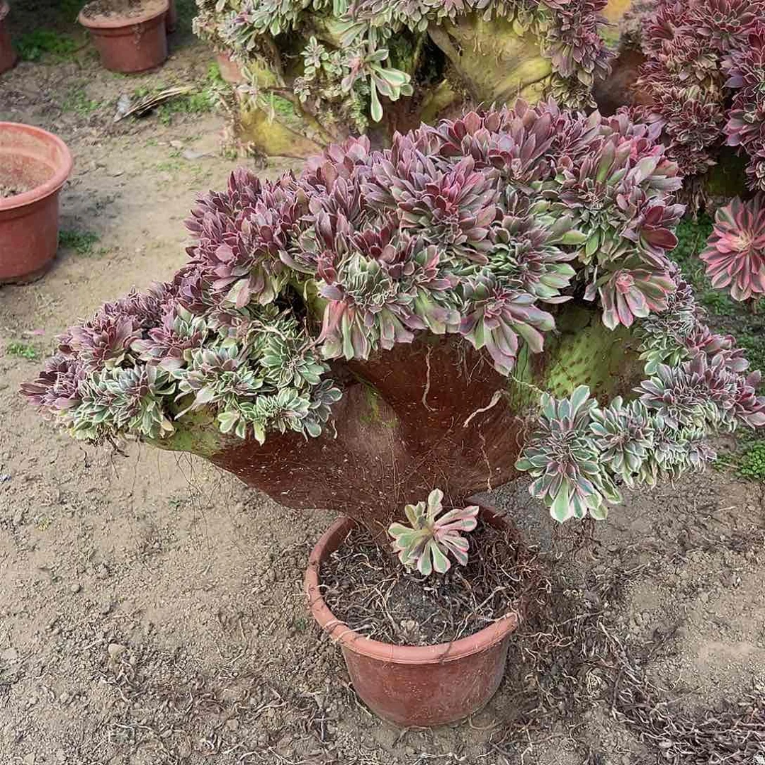 野****:女神缀化脱土发货