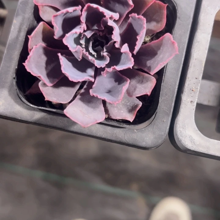 被***吧颗粒土精品多肉植物