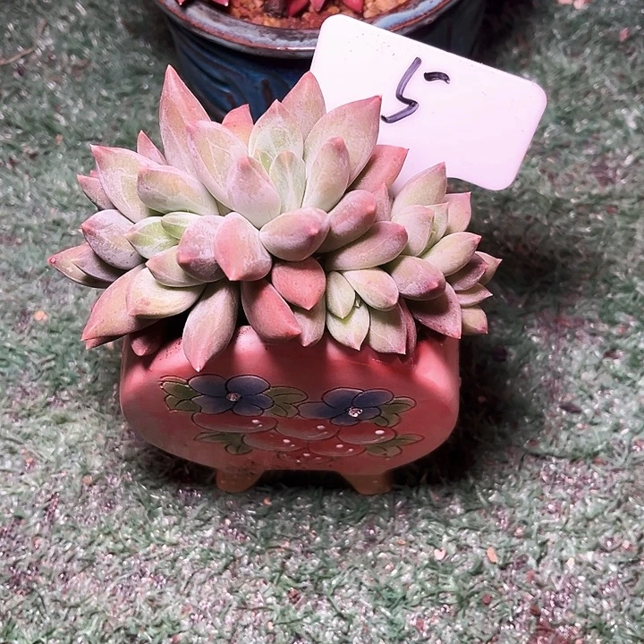 重楼5号码牌子的话题