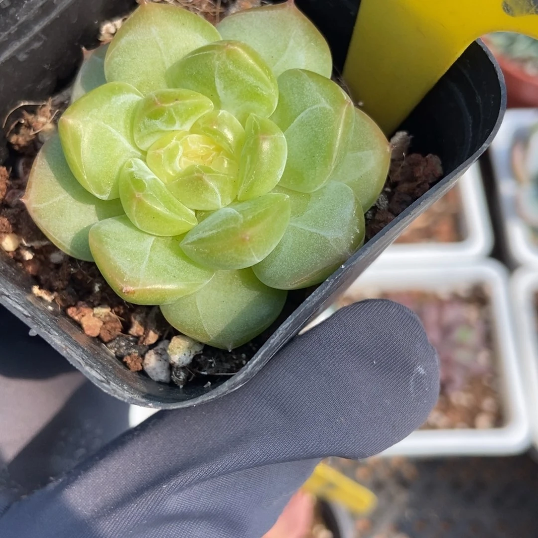 853琴心多肉植物保护