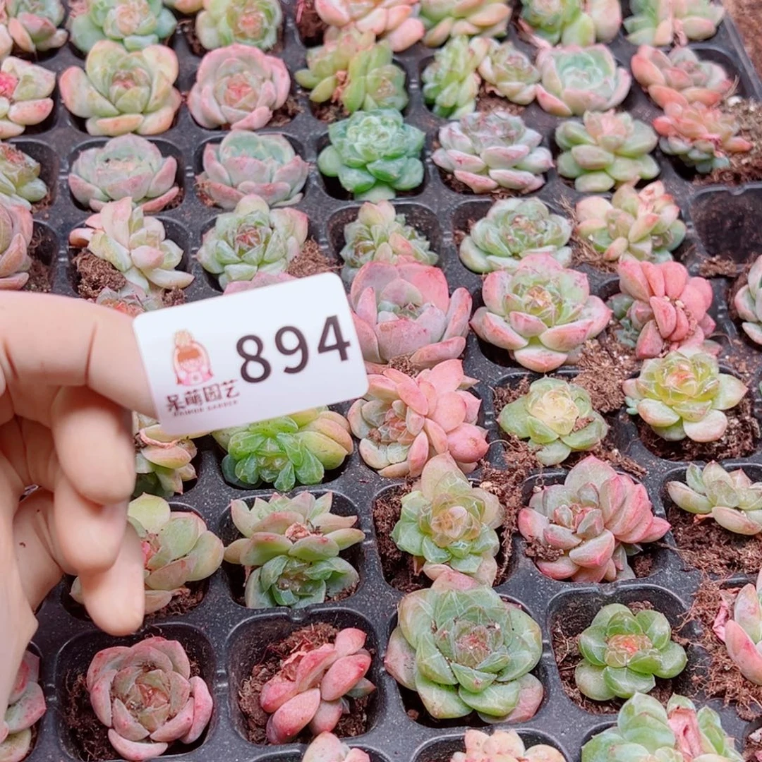 爱****多肉植物多肉植物