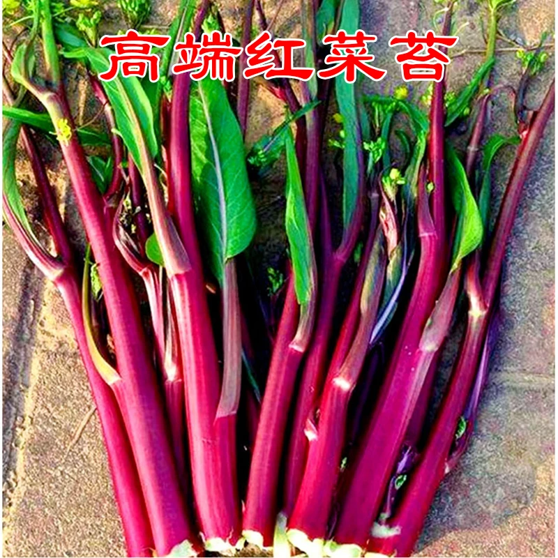 高端小叶红菜苔种子早熟苔多高产红菜苔种籽子四九菜心籽食味微甜