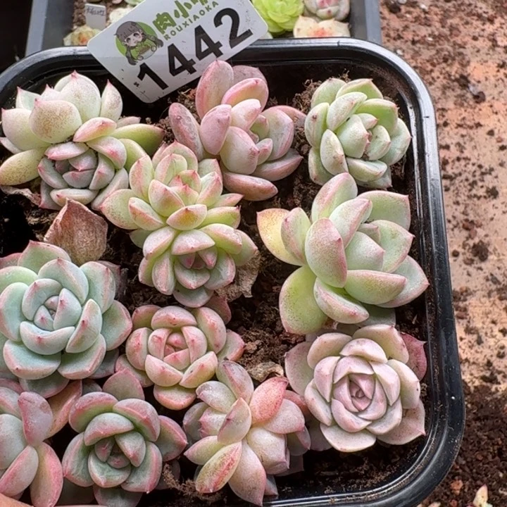 多肉植物多肉植物