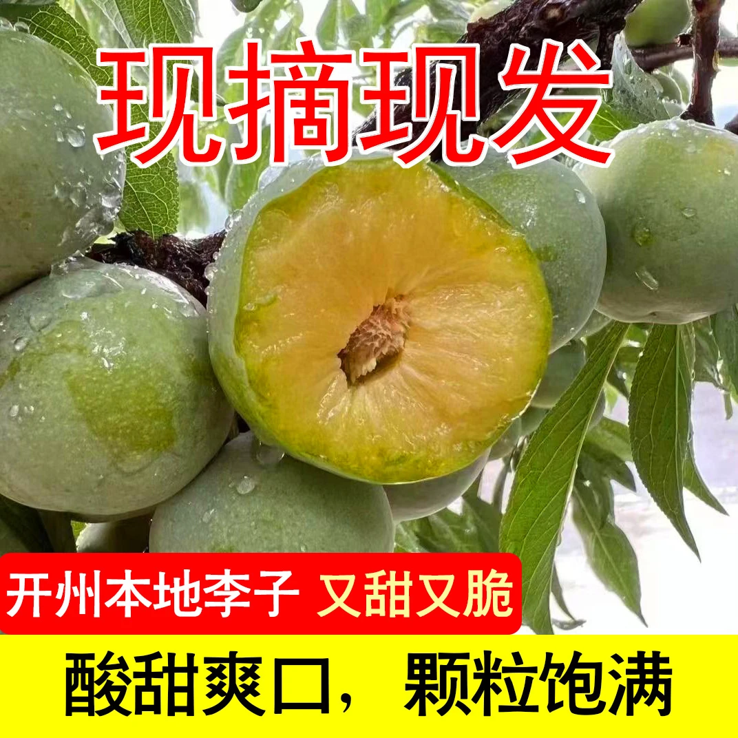 开州本地李子现摘当季新鲜脱骨青脆李酸甜可口水果