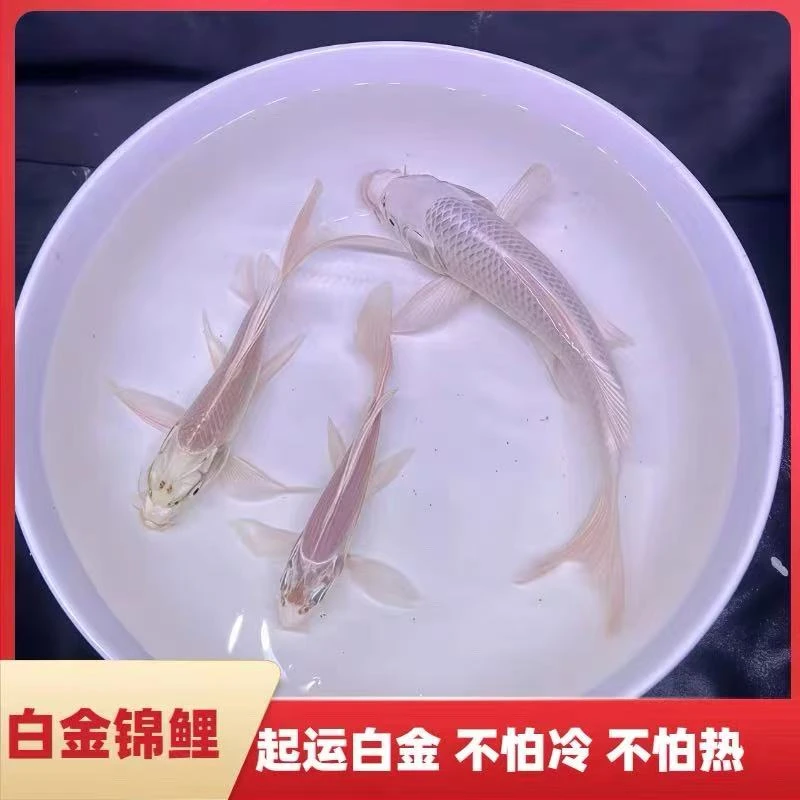 转运白金锦鲤（包邮不保损1条）