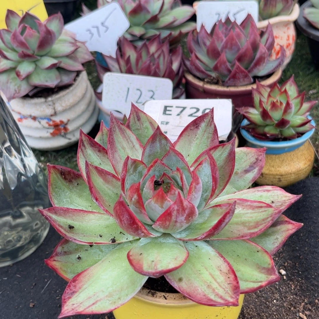 惊鸿一物一拍包装收缩花旱720