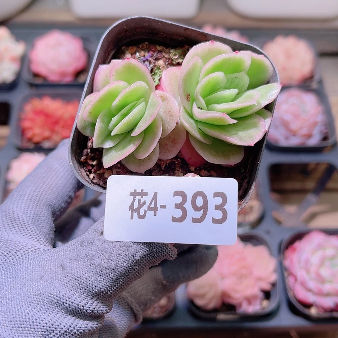 花04-393冰玫瑰锦