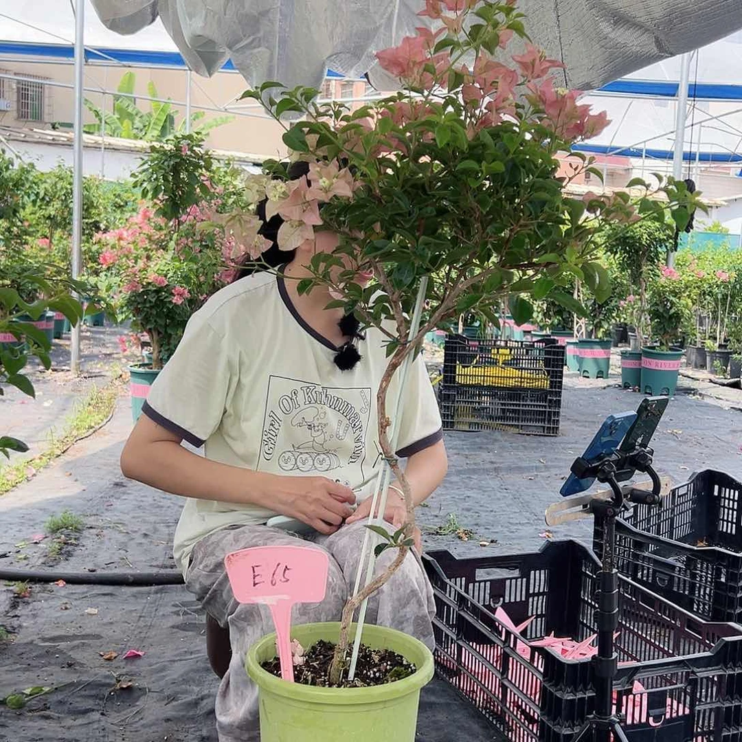 ****)大部分开放少量花苞E65卡亚塔