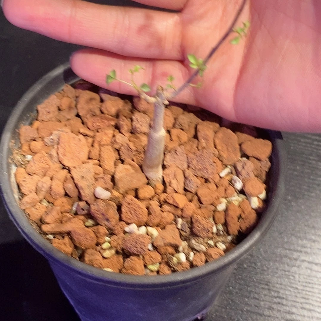 正白皮卡塔夫实生带盆