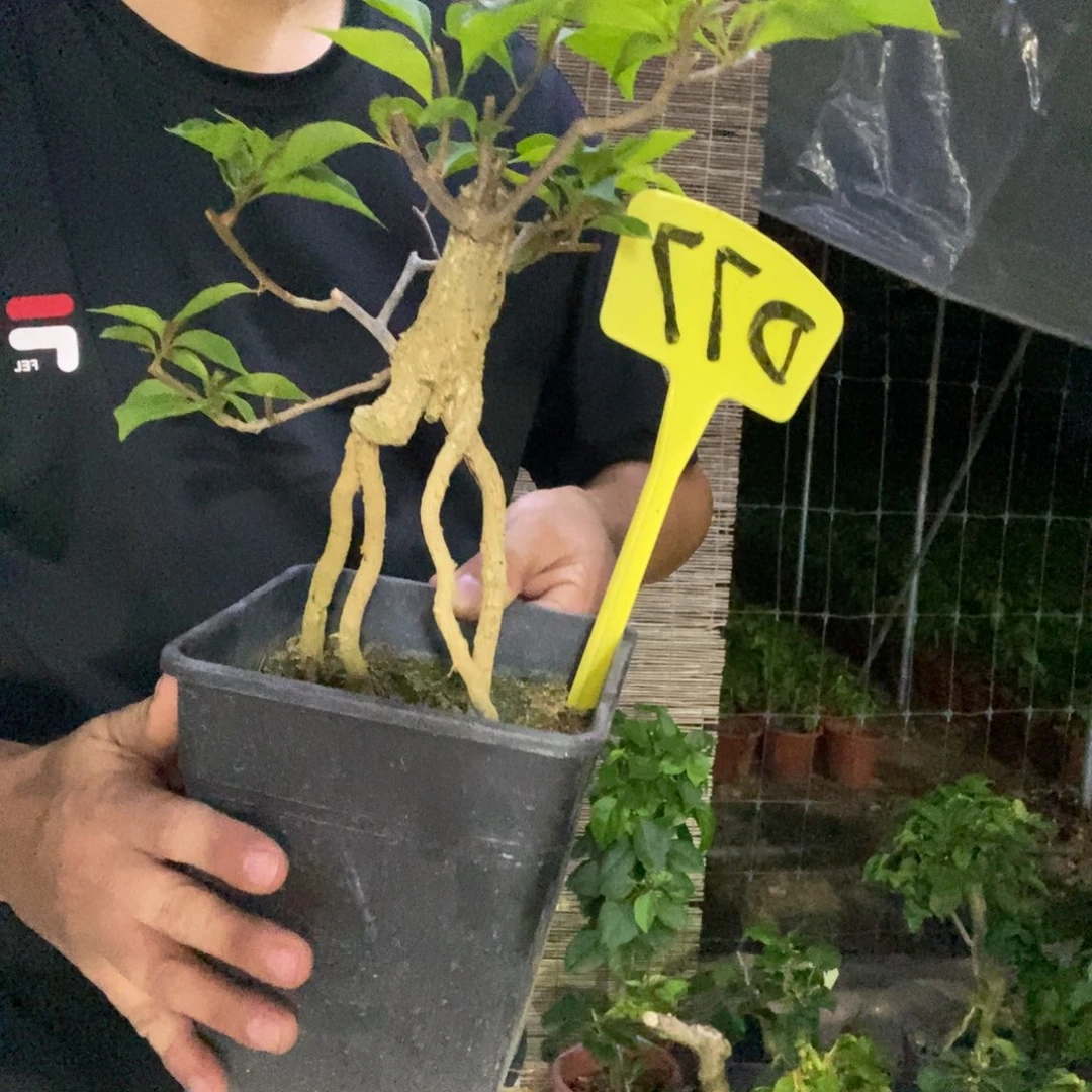 无花朵洋*桑巴D77