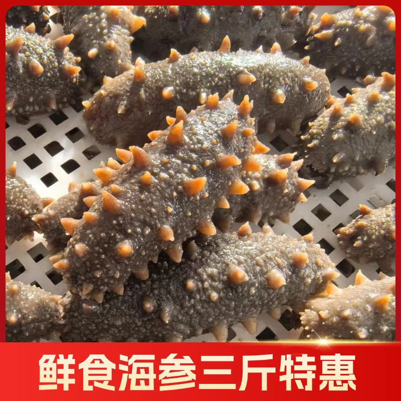 【新春福利】大连鲜食海参三斤到手15-24头