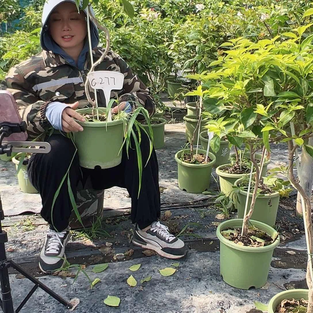 大部分开放少量花苞C277粉天使棒棒糖一颗
