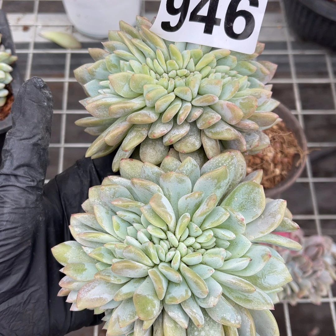 946号148889。   9966