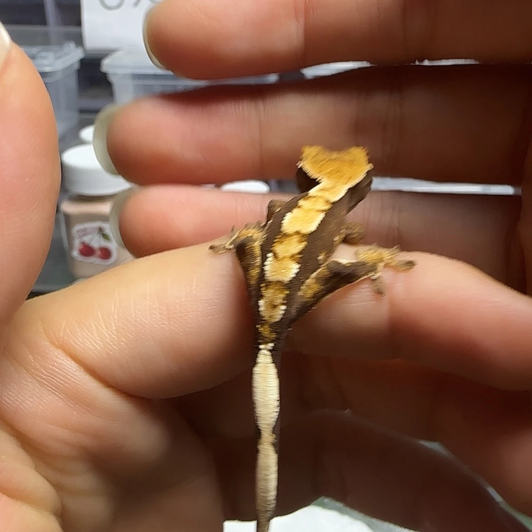 睫角守宫睫角守宫幼