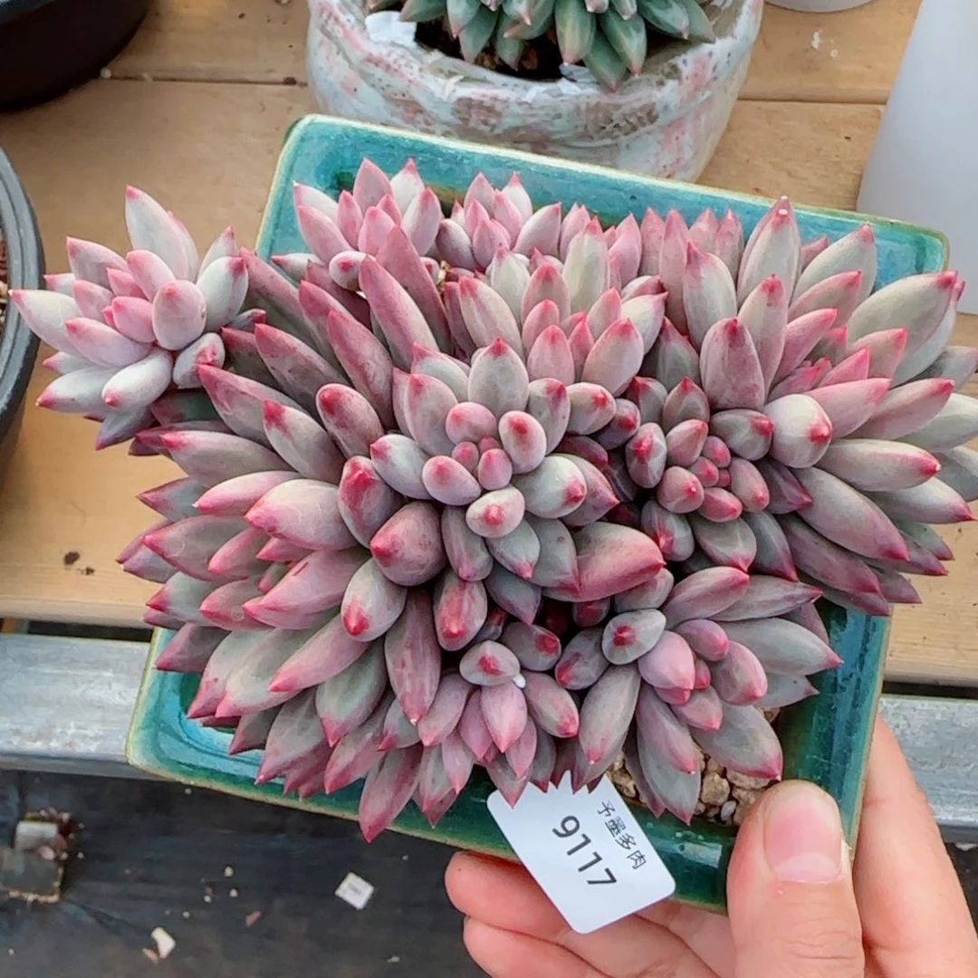 金鱼姬群，9117多肉植物