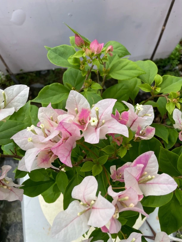 （漳红樱）漳州热卖品种三角梅绿植盆栽盆景绿植四季勤花爬藤