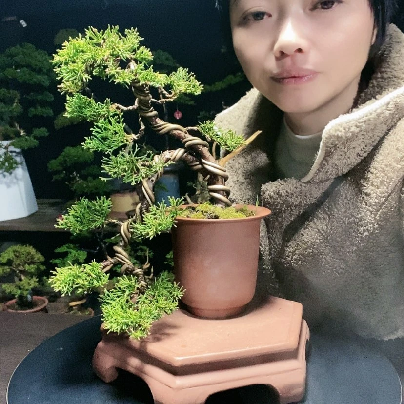 【闪购商品】少量花朵（建议范围：2朵-5朵 或40%以下）盆景园林