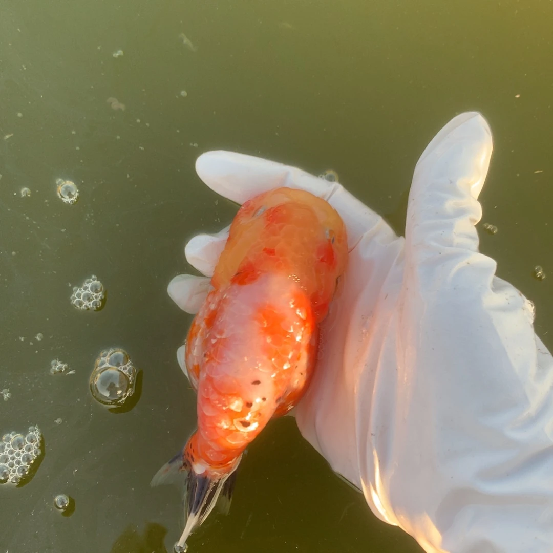 金鱼特色粉甲麒麟