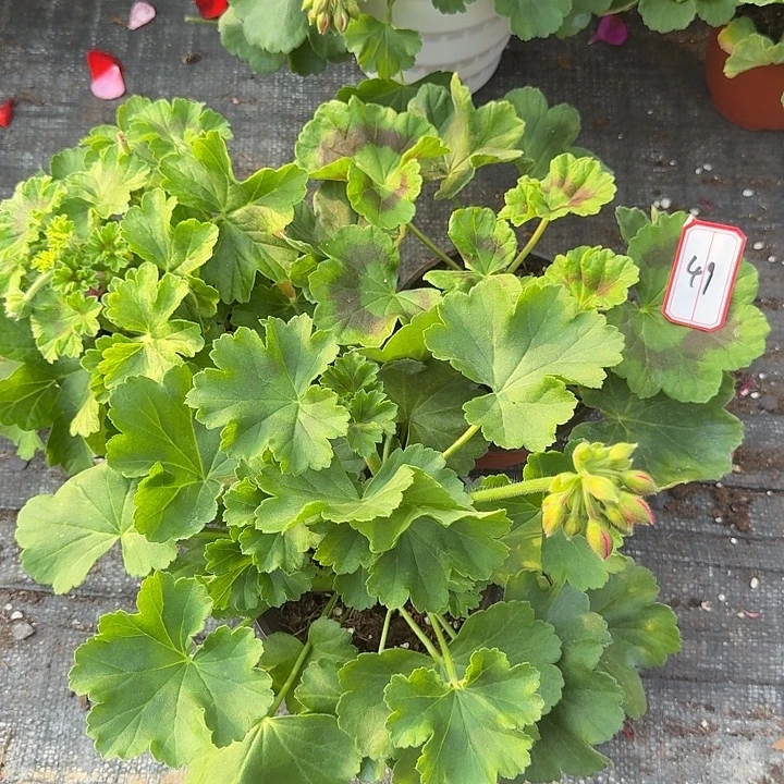 完全开放天竺葵49号