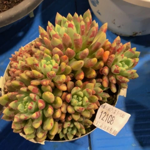 希**?血燕12108多肉