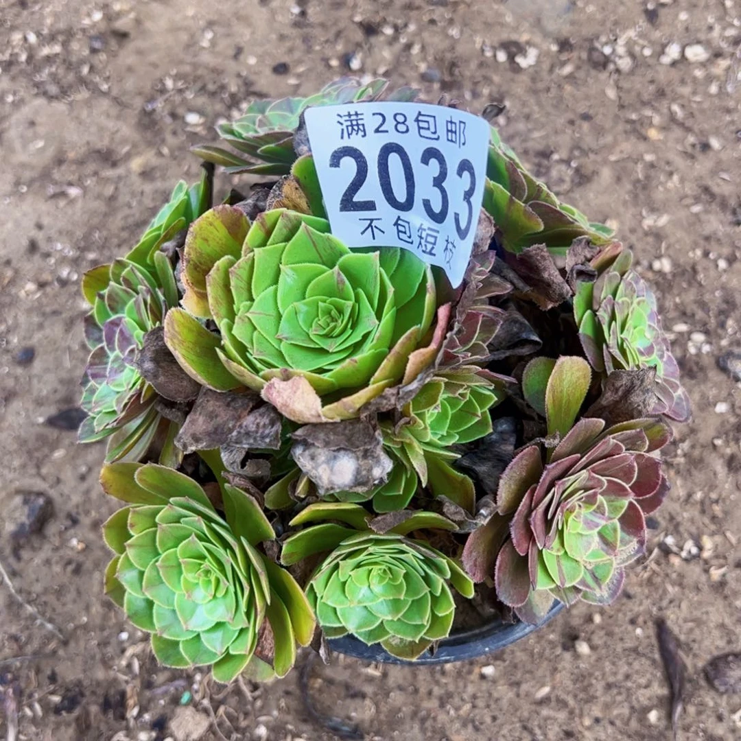 花月夜多肉植物2033