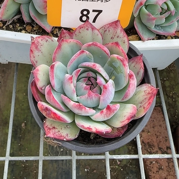 87 惊鸿仙子多肉植物6-9cm