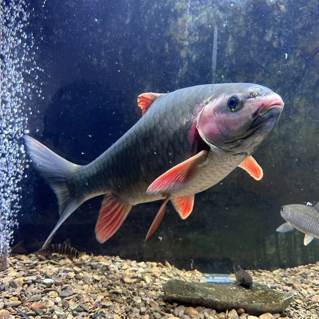 原生溪流观赏鱼 青竹鲤一物一拍不包邮