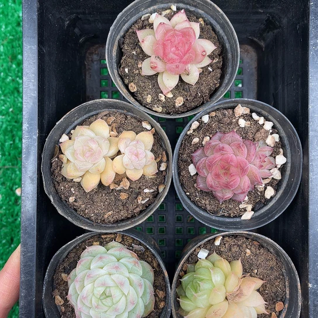 多肉一物一拍27-217