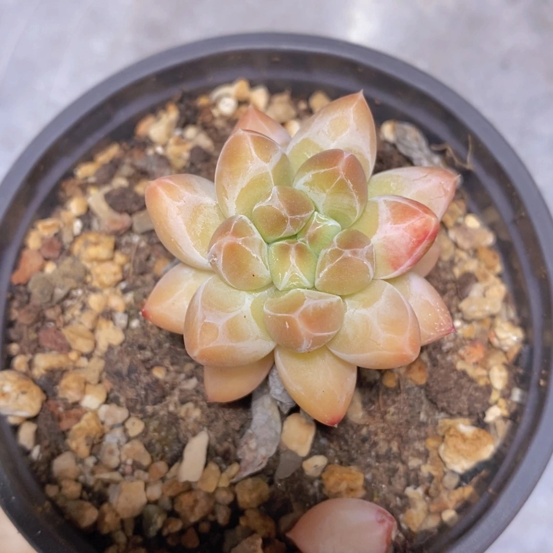 一物一拍多肉植物满38米包邮，可问主播品种