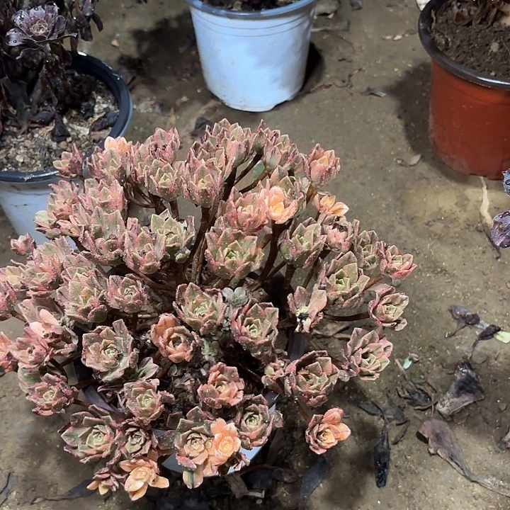 多肉植物法师甜茶17