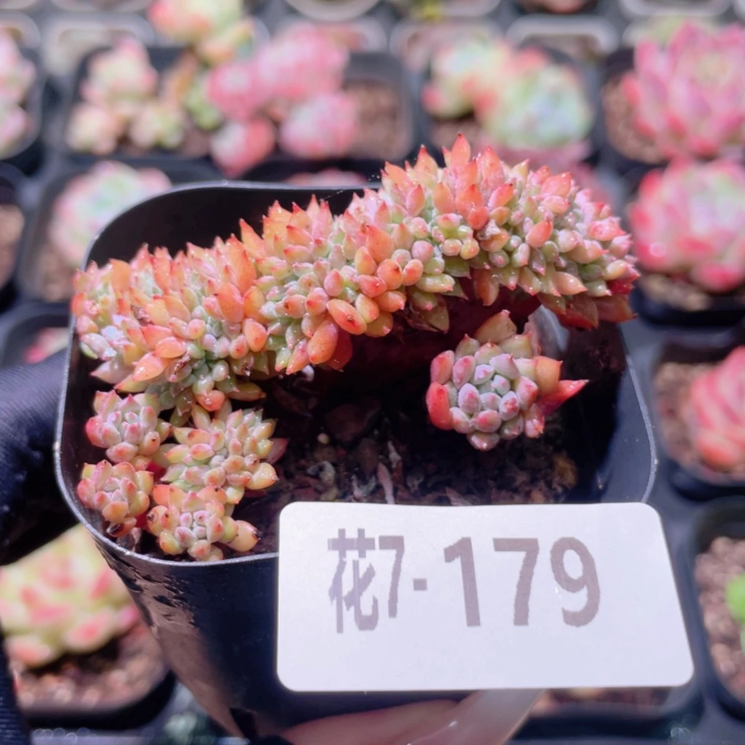 花利美7-179莱恩小精灵缀化
