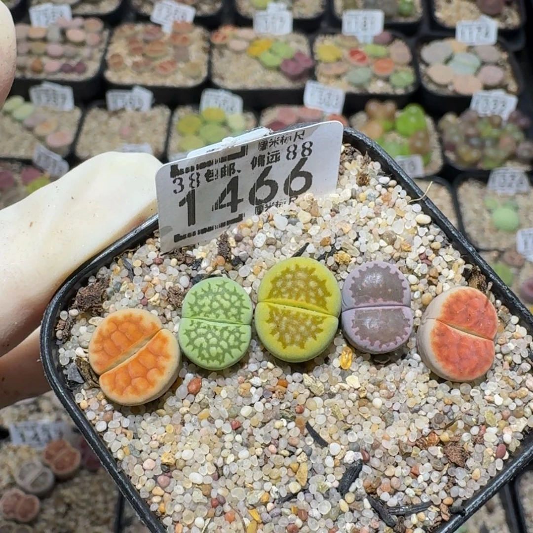 zzzz生石花肉锥1466