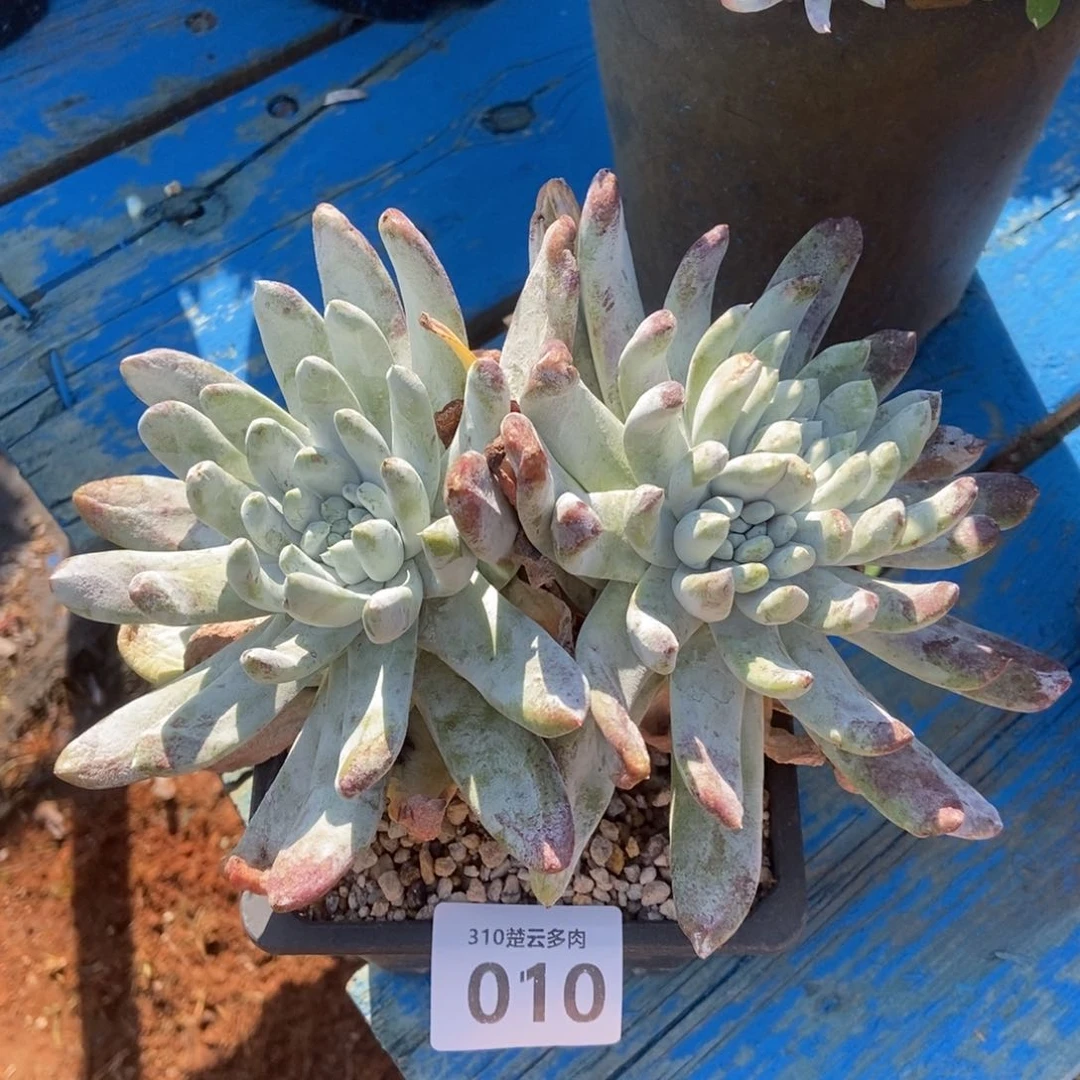 010多肉植物啦啦啦