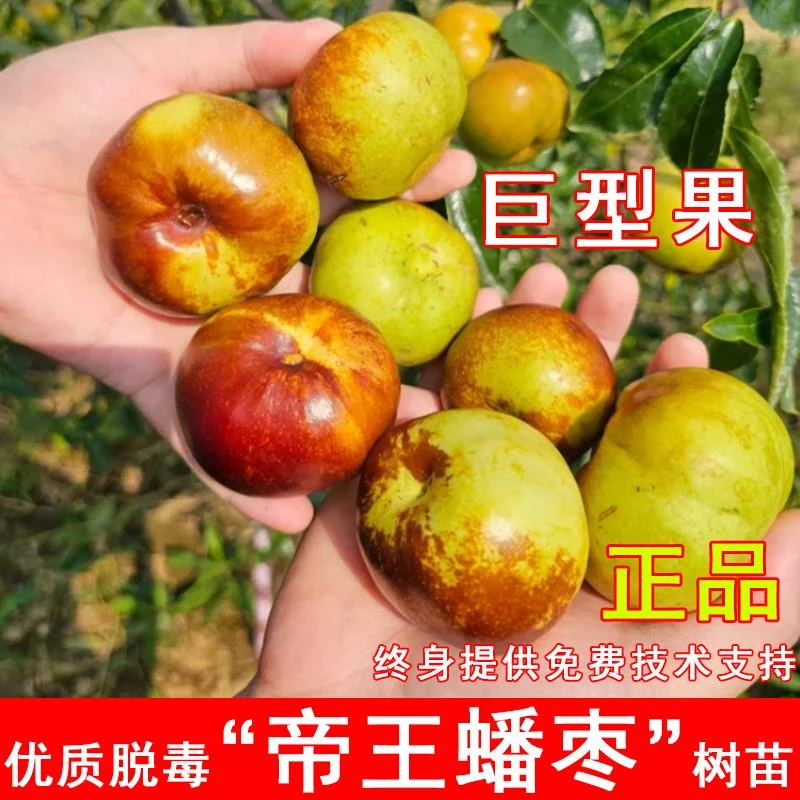 巨型帝王蟠枣树活苗嫁接特大蟠枣树苗耐寒北方南方盆地栽当年结果