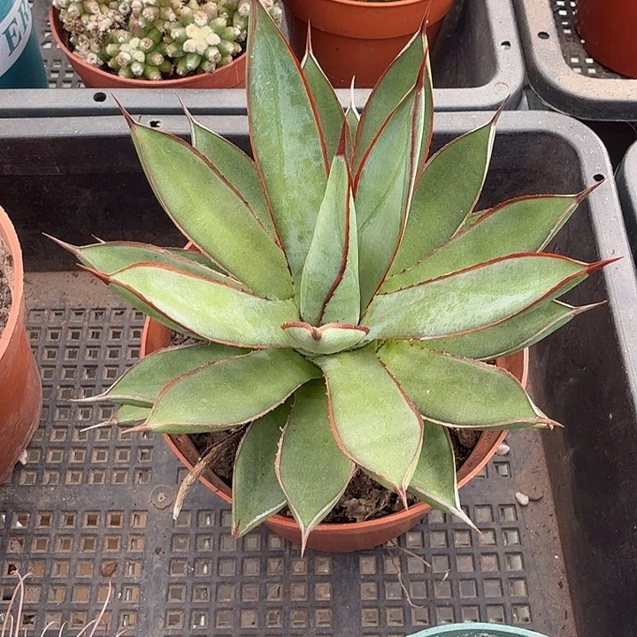 知***乐泷雷大单头11仙人球