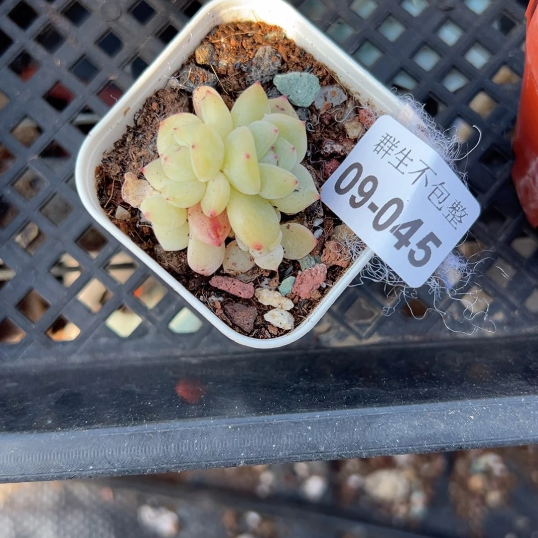 小卡拉米糖心一物一拍9-45