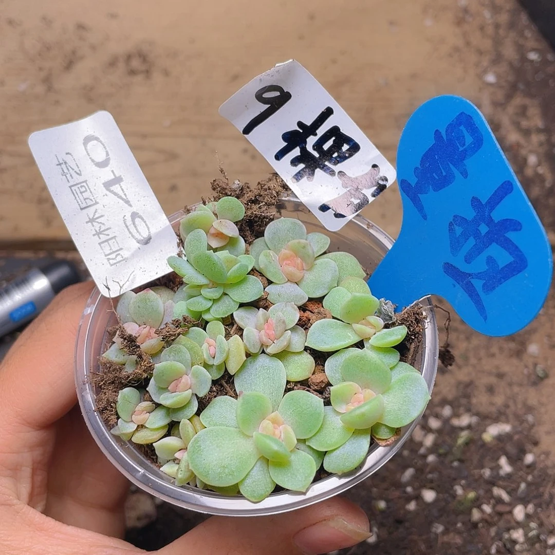 量拍多肉植物多肉植物640