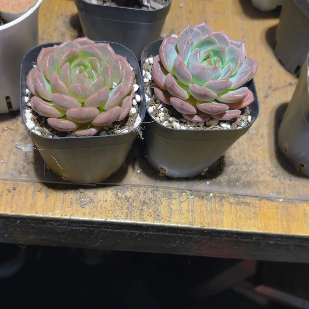 川***敷两颗莲花6.5cm新疆包邮