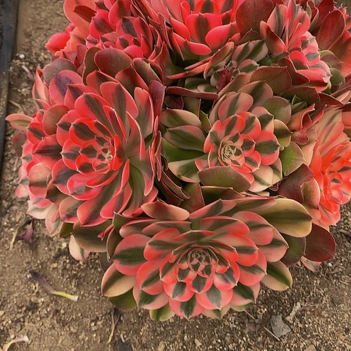 多肉香妃239多肉