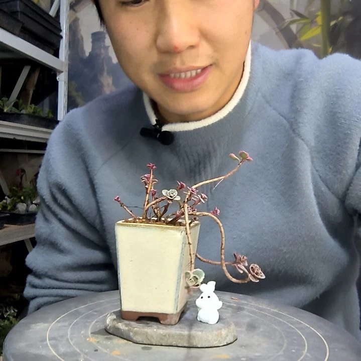 婉***儿中青园艺一物一拍花423