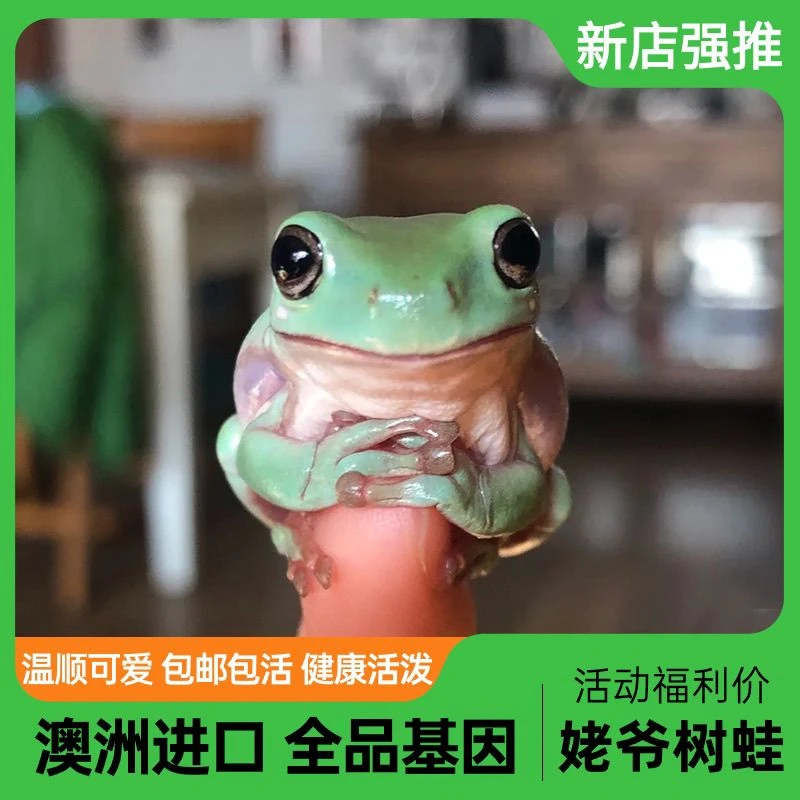 姥爷树蛙纯种澳洲