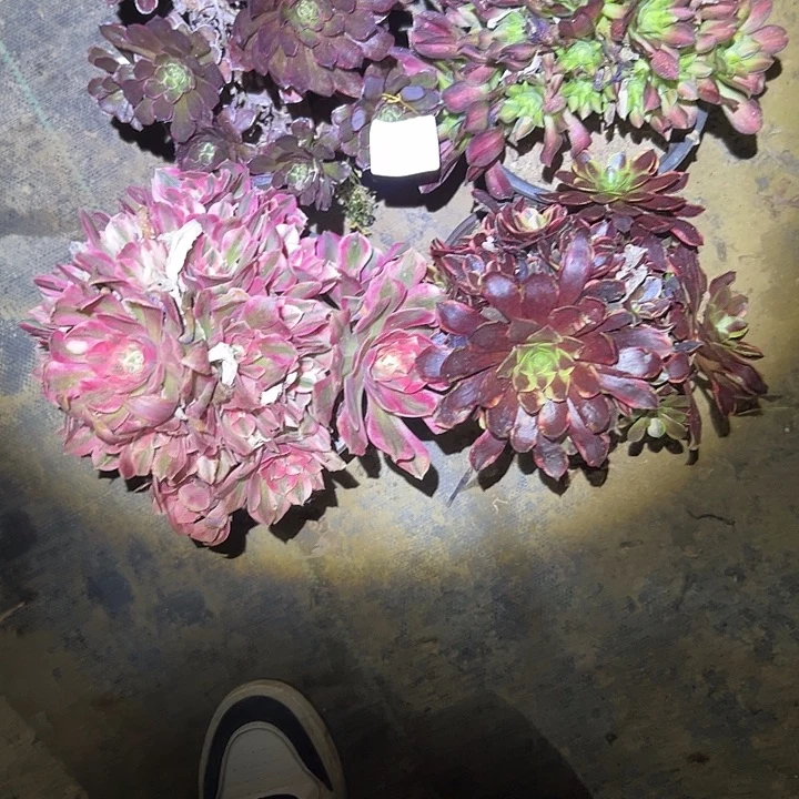 摇**手多肉法师植物链接61