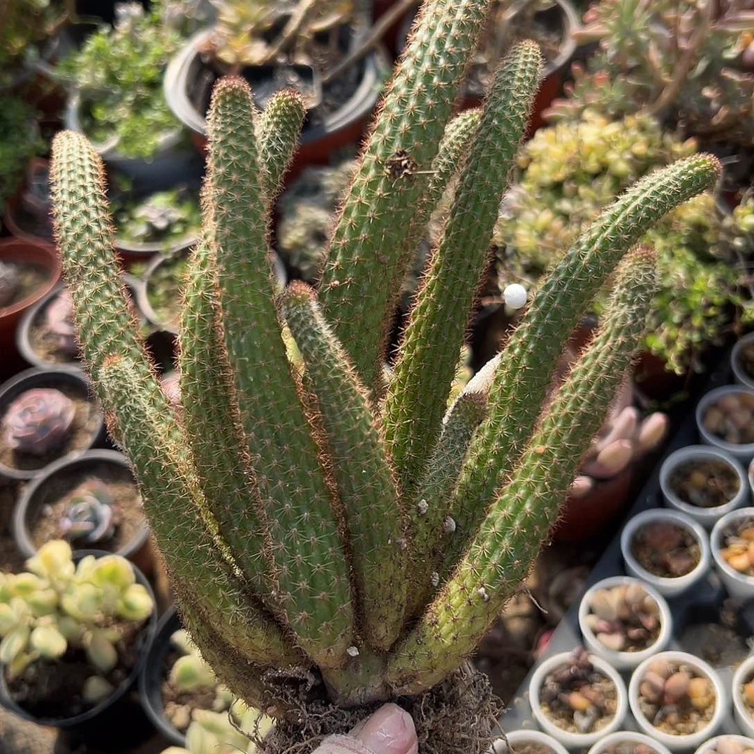 鸿****）多肉植物多肉植物