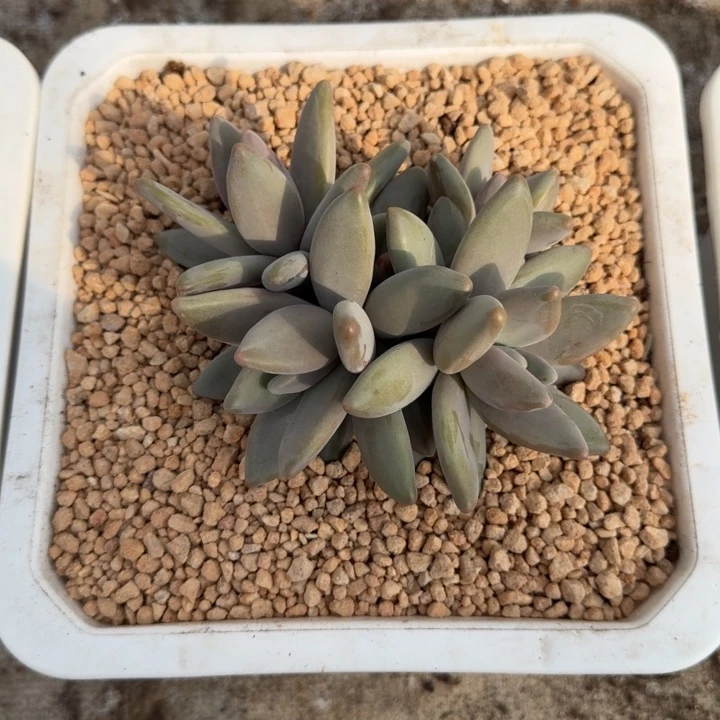 企鹅新号福利价哦