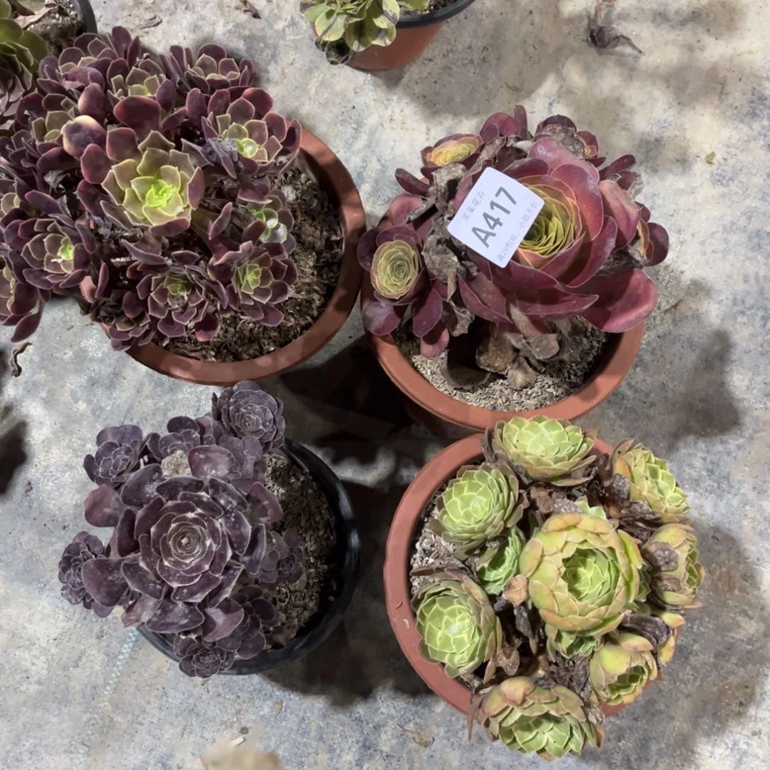 【闪购商品】中***?套餐417多肉